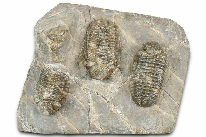 Three Colorful Phacopid (Austerops) Trilobites - Jorf Morocco #329072